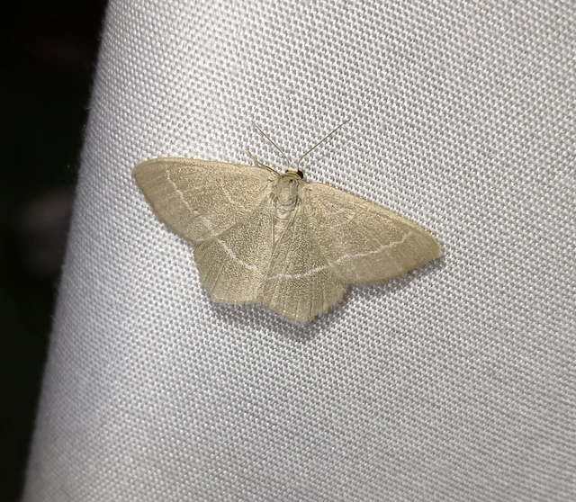 Chlorissa viridata - üdezöld araszoló