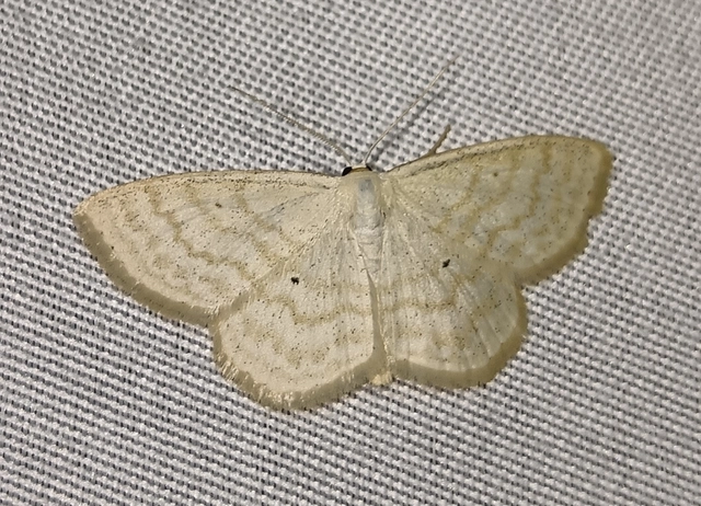 Scopula immutata - réti fehéraraszoló