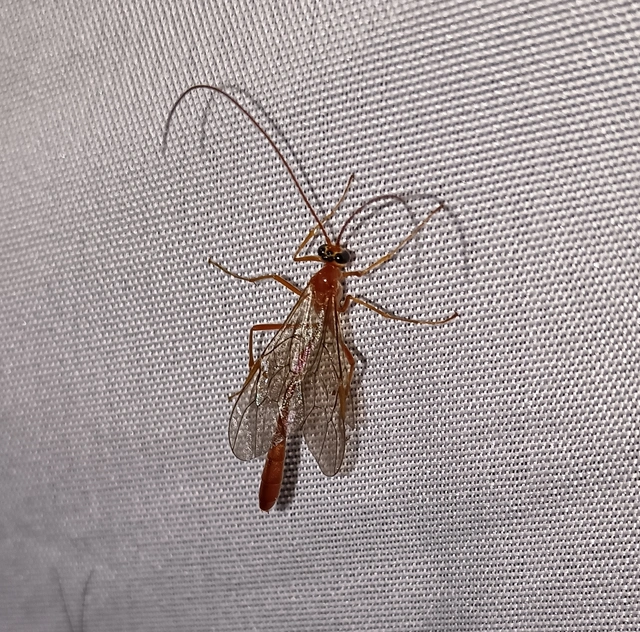 Ichneumonidae - valódi fürkészdarazsak