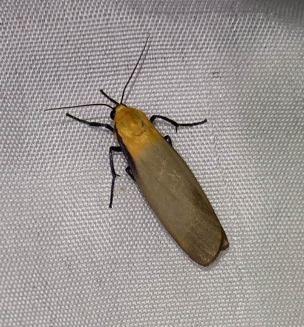 Lithosia quadra - négypettyes zuzmószövő