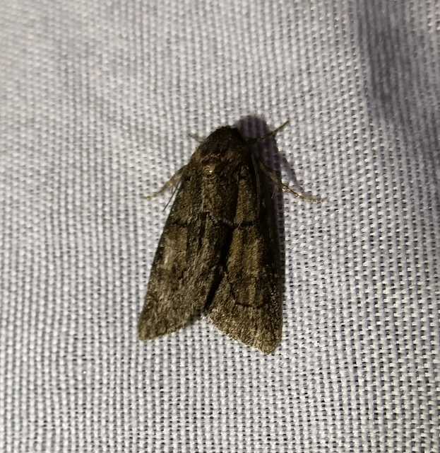 Cryphia fraudatricula - homoki zuzmóbagoly