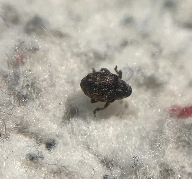 Coeliodes rana - cser-gömböcormányos