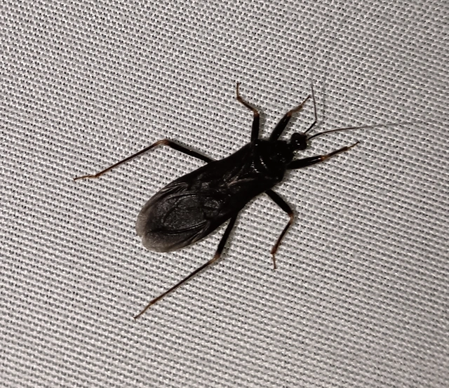 Reduvius personatus - szemetes zugpoloska