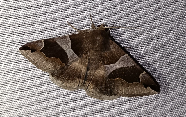 Dysgonia algira - déli porcelánbagoly