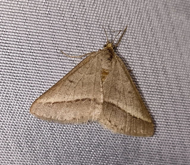 Tephrina arenacearia - lucerna-araszoló