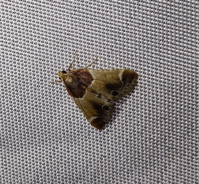 Pyralis farinalis - lisztilonca