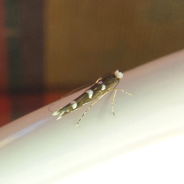 Parectopa robiniella - akáclevél-hólyagosmoly
