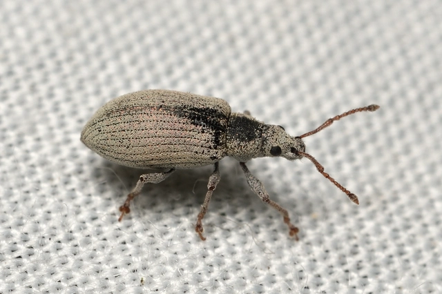 Phyllobius virideaeris - halványzöld levélormányos