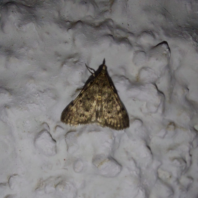 Aglossa pinguinalis - zsiradékmoly