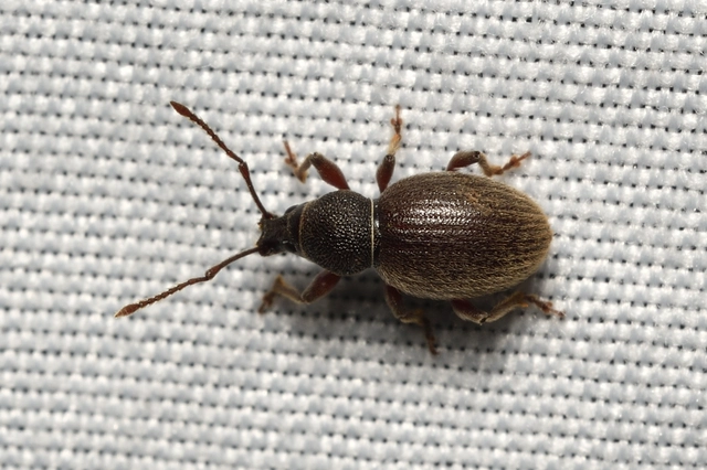 Otiorhynchus velutinus - szőrös gyalogormányos