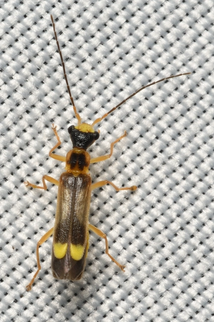 Malthinus