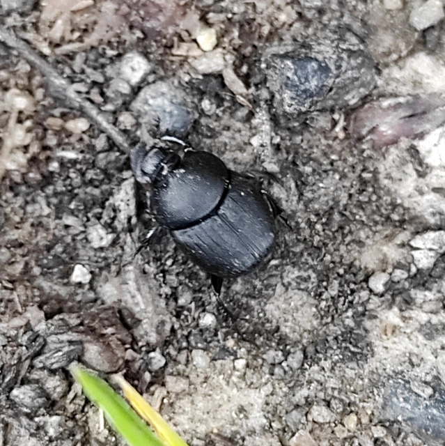Onthophagus verticicornis - fekete trágyatúró
