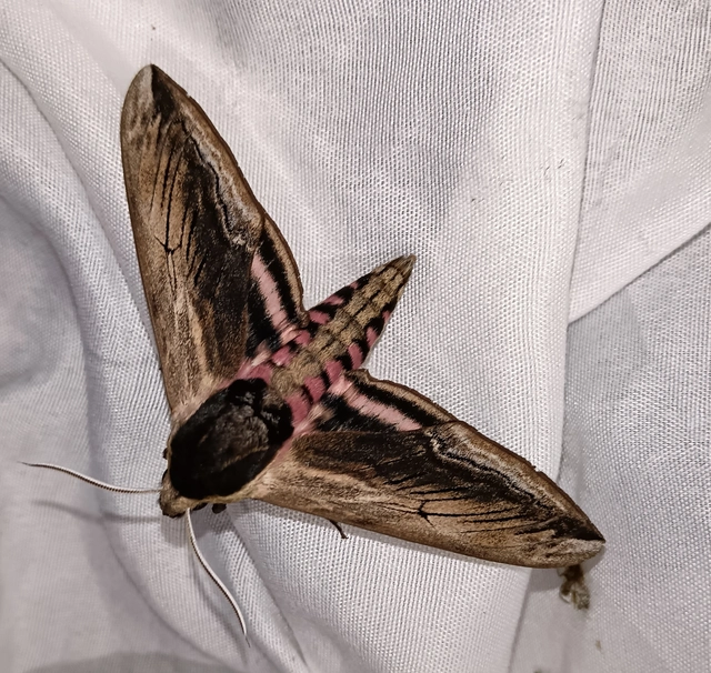 Sphinx ligustri - fagyalszender