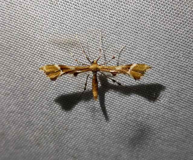 Cnaemidophorus rhododactyla - rózsabogyó-tollasmoly