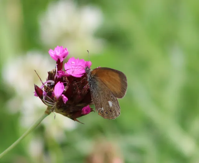 Coenonympha glycerion - közönséges szénalepke