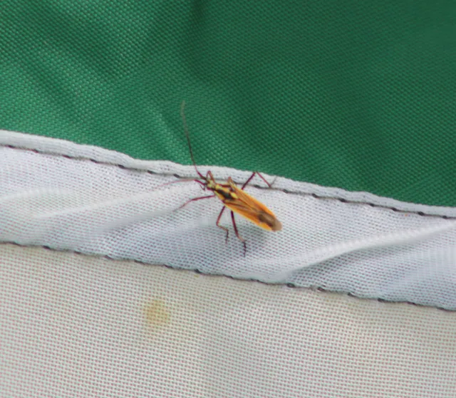 Leptopterna dolabrata - közönséges mezeipoloska