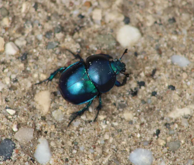 Trypocopris vernalis - tavaszi álganéjtúró