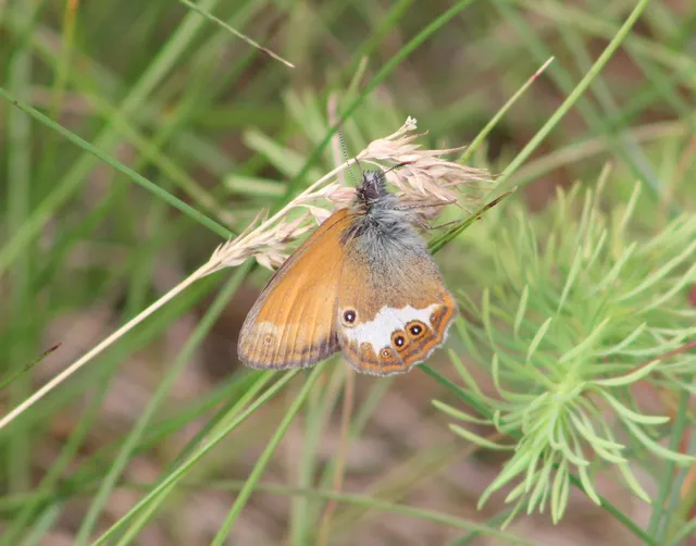 Coenonympha arcania - fehéröves szénalepke