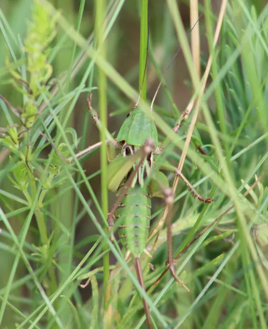 Decticus verrucivorus - szemölcsevő szöcske