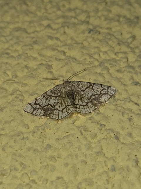Stegania dilectaria - fehérnyár-araszoló