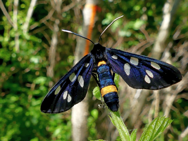 Amata phegea - fehérpettyes álcsüngőlepke