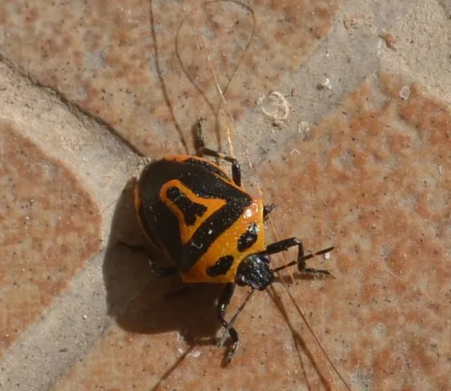 Perillus bioculatus