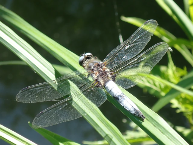 Libellula fulva - kisfoltos laposacsa