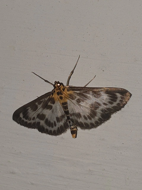 Anania hortulata - tarka csalánmoly