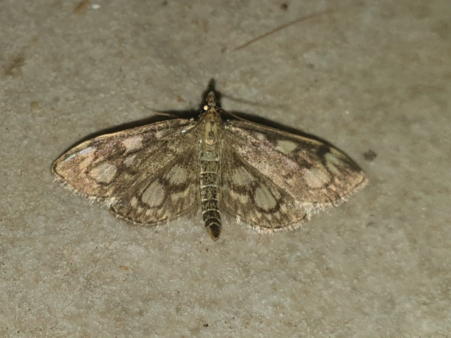 Anania coronata - koronás dudvamoly