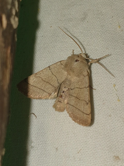Charanyca trigrammica - háromsávos lombbagoly