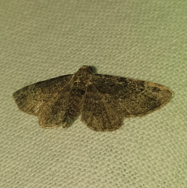 Pasiphila rectangulata - almavirág-araszoló