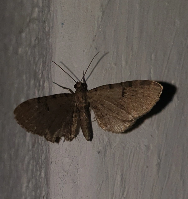 Eupithecia absinthiata - üröm-törpearaszoló