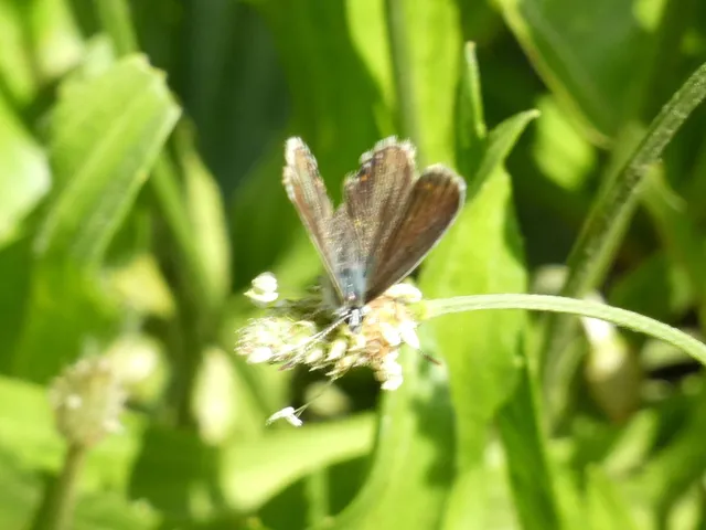 Polyommatus icarus - közönséges boglárka