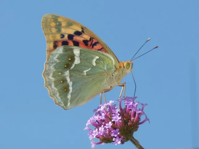 Argynnis pandora - zöldes gyöngyházlepke