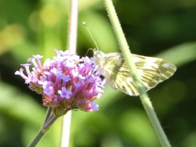 Pontia edusa - rezedalepke