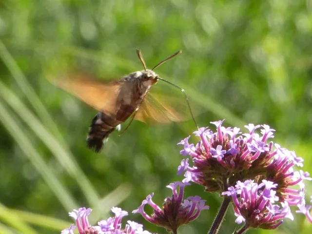Macroglossum stellatarum - kacsafarkú szender