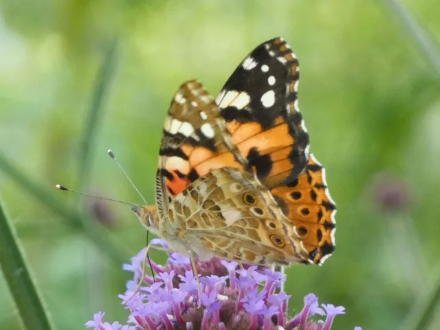 Vanessa cardui - bogáncslepke