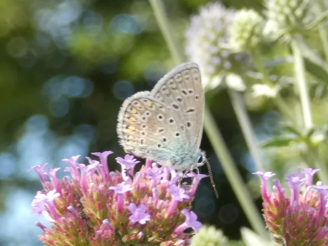 Polyommatus icarus - közönséges boglárka