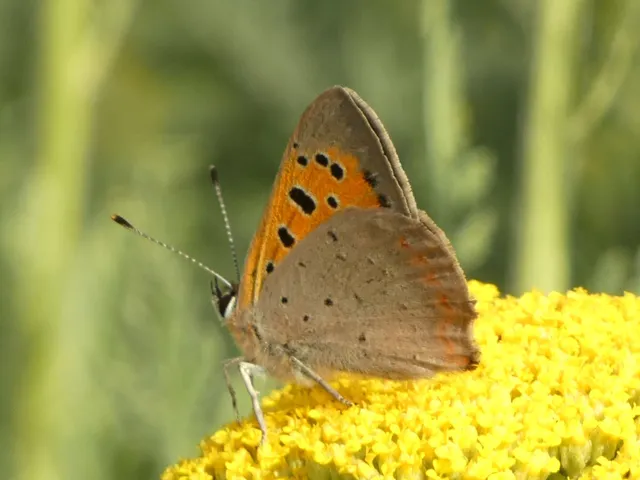 Lycaena phlaeas - közönséges tűzlepke
