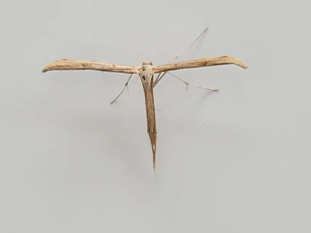 Emmelina monodactyla/argoteles