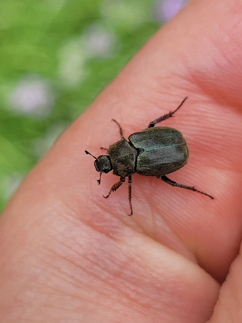 Hoplia philanthus