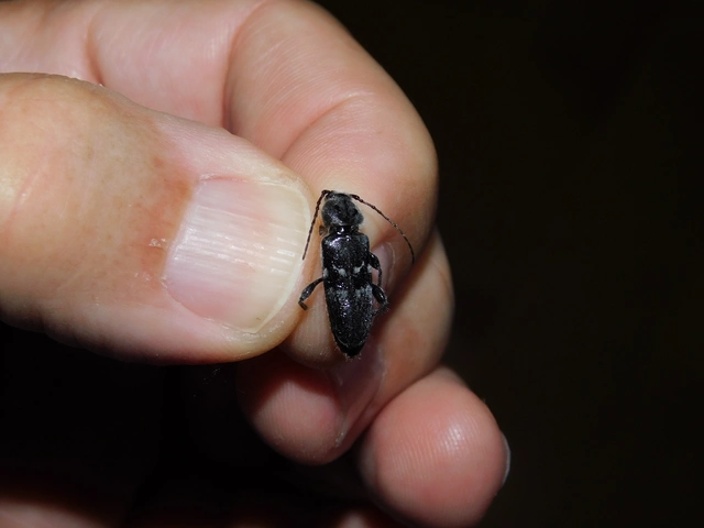 Hylotrupes bajulus - házicincér