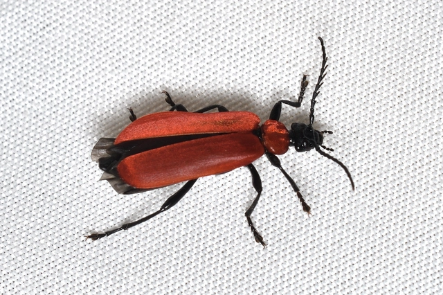 Pyrochroa coccinea - nagy bíborbogár