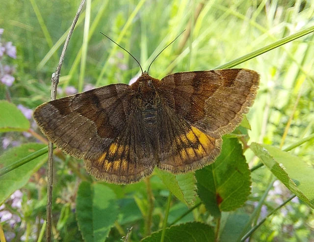 Euclidia glyphica - közönséges nappalibagoly