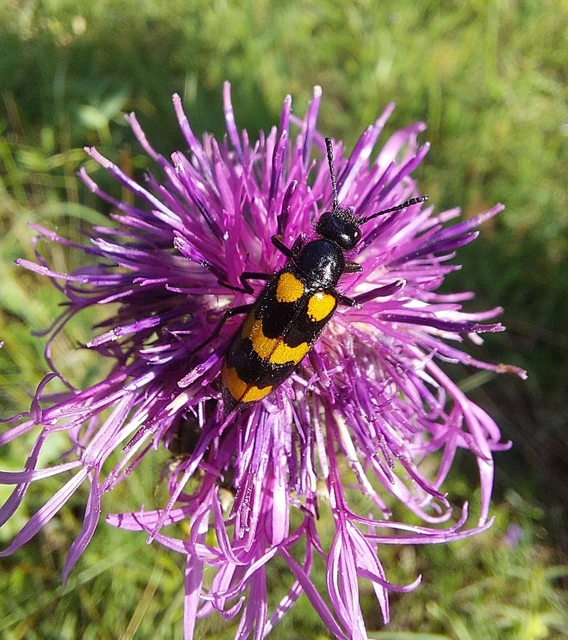 Mylabris variabilis - szalagos hólyaghúzó Mylabris variabilis - szalagos hólyaghúzó
