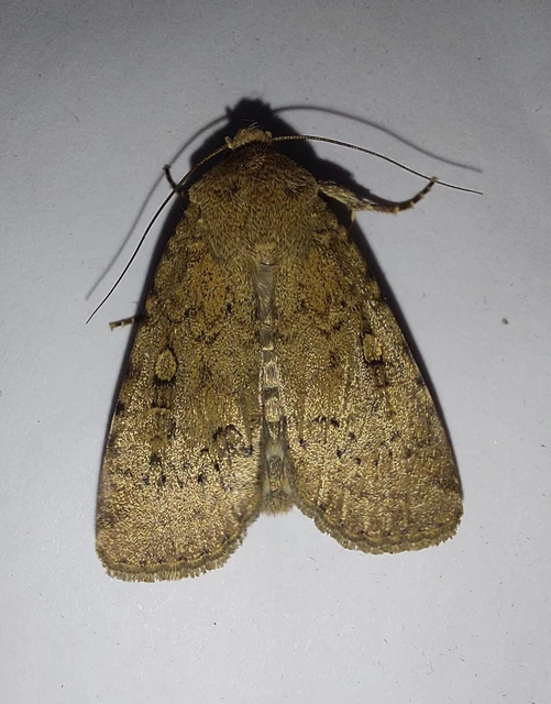 Rhyacia simulans - hamvas földibagoly