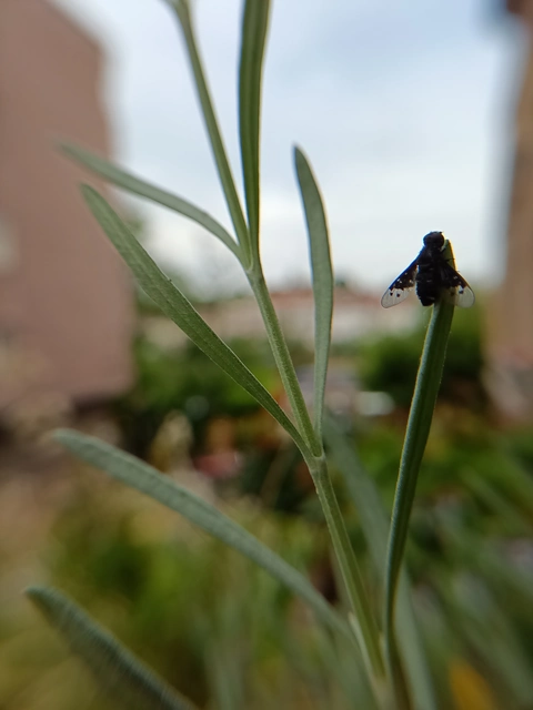 Diptera - Kétszárnyúak