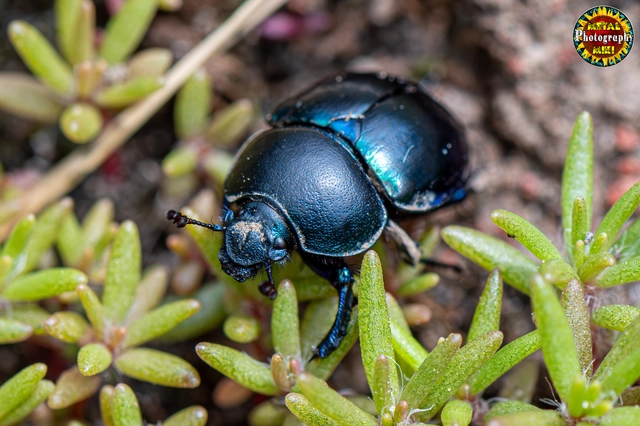 Trypocopris vernalis - tavaszi álganéjtúró