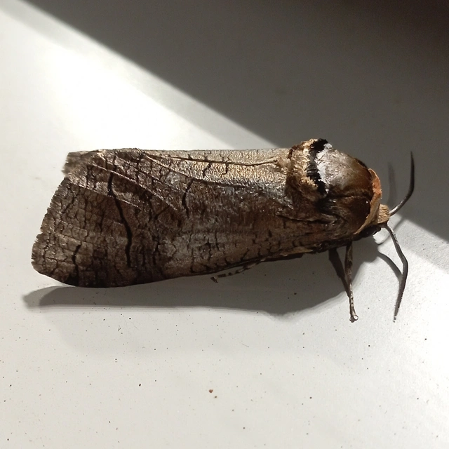 Cossus cossus - fűzfarontólepke