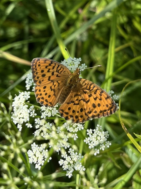 Brenthis daphne - málna-gyöngyházlepke
